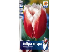 973-TULP-CANASTA11,0.jpg