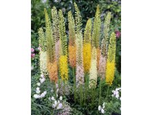 72,5.  (eremurus)    (   2 .,   1.).jpg