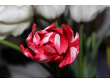 IMG_1794.JPG
