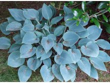 hosta_Blue_Cadet_m.jpg