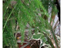 DSC04100.JPG