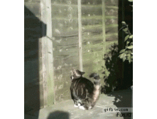кот запрыгивает на забор.gif