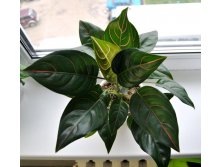 Aglaonema Rotundum