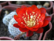 Rebutia heliosa v.condorensis 09.06.2010