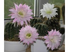 Echinopsis sp. 10.06.2010