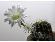 Echinopsis sp. and Setiechinopsis mirabilis 09.06.2010