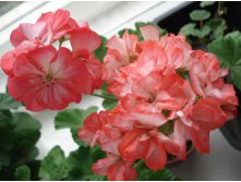 Ingrid / Grycksbo  E.Dabner