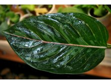 Aglaonema Green Leopard