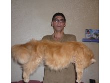 Кабанчик