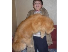 Еле поднимает