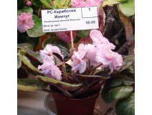DSC04303 - .JPG