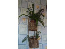 папоротники