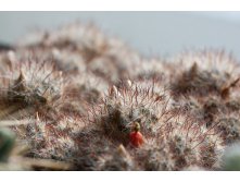 2011.03.13 Mammillaria prolifera ssp. texana