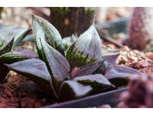 2011.03.13 Haworthia Japan cv.