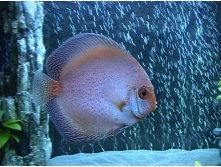 Discus White Butterfly (  ).JPG