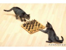 funny-animals-47.jpg