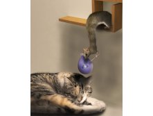 funny-mouse13.jpg