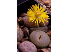 2011.04.05 Lithops sp.