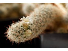 2011.04.09 Mammillaria elongata ssp. echinaria