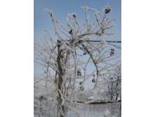 жимолость каприфоль зимой.jpg