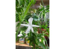 полиантовый жасмин