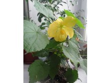 желтый абутилон