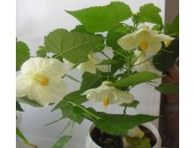 белый абутилон