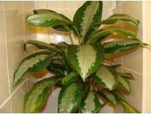 Aglaonema pattaya beauty