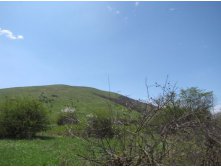 IMG_5035.jpg