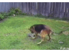 Собака с лопатой.gif