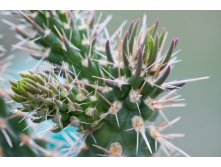 2011.06.16 Opuntia aff. imbricata