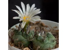 Turbinicarpus_schmiedickeanus_ssp_klinkerianus_IMG_9271.jpg