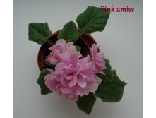 pink amiss 1.JPG