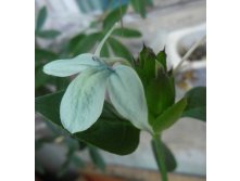 кроссандра голубой лед