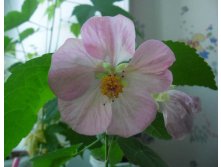 розовый абутилон