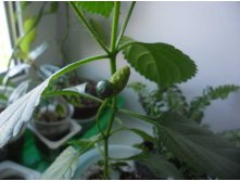 ягодка на лантане