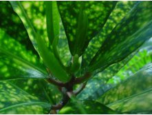 аукуба японская - цветет