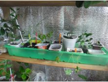 мои ясельки