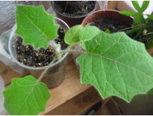 наранхилла