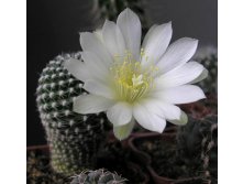 Rebutia krainziana var. albiflora 05.05.2011