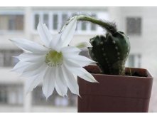 Echinopsis subdenudata 06.05.2011