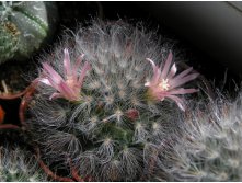 Mammillaria bocasana var.roseiflora 14.05.2011