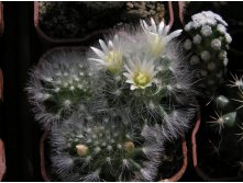 Mammillaria albicoma 14.05.2011