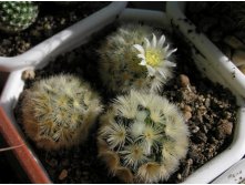 Mammillaria carmenae 14.05.2011