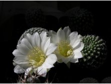 Rebutia krainziana var.albiflora 14.05.2011