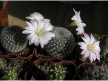 Rebutia narvaecensis 14.05.2011