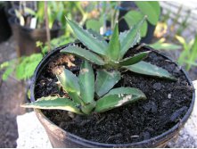 Agave Lopantha (1).jpg