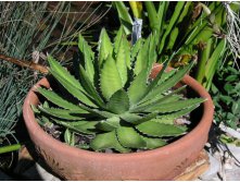 Agave Lopantha (3).JPG