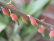 Aloe, Gasteria Acinacifolia (2).jpg