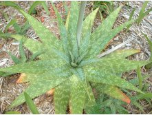 Aloe, saponaria - Star Aloe (3).jpg